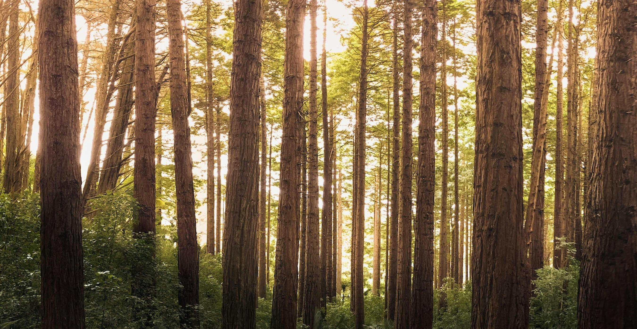 image de forêt 