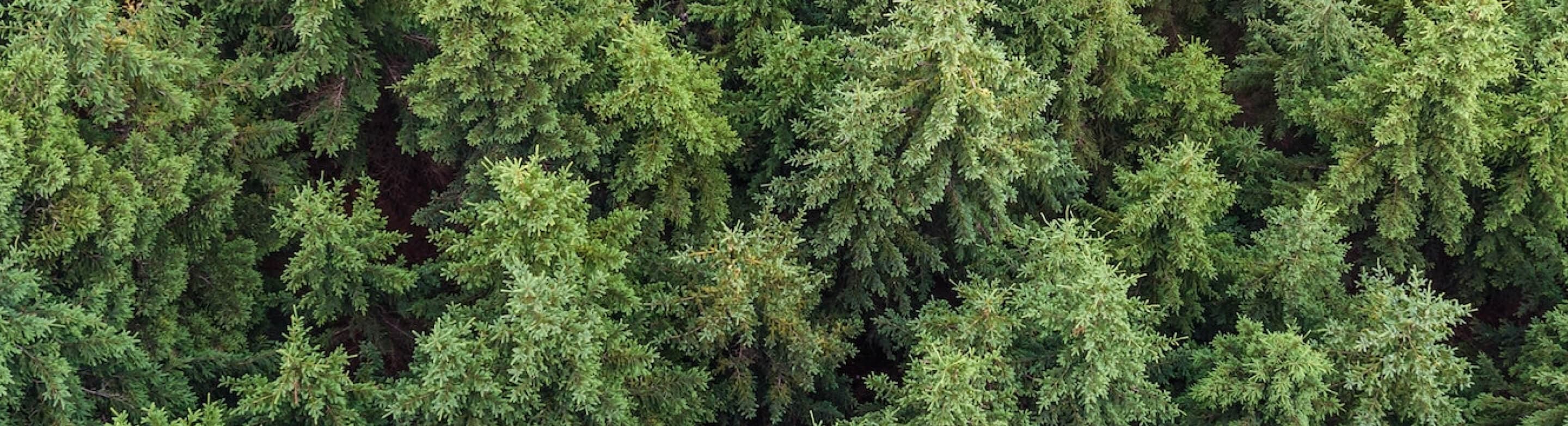 image de forêt 