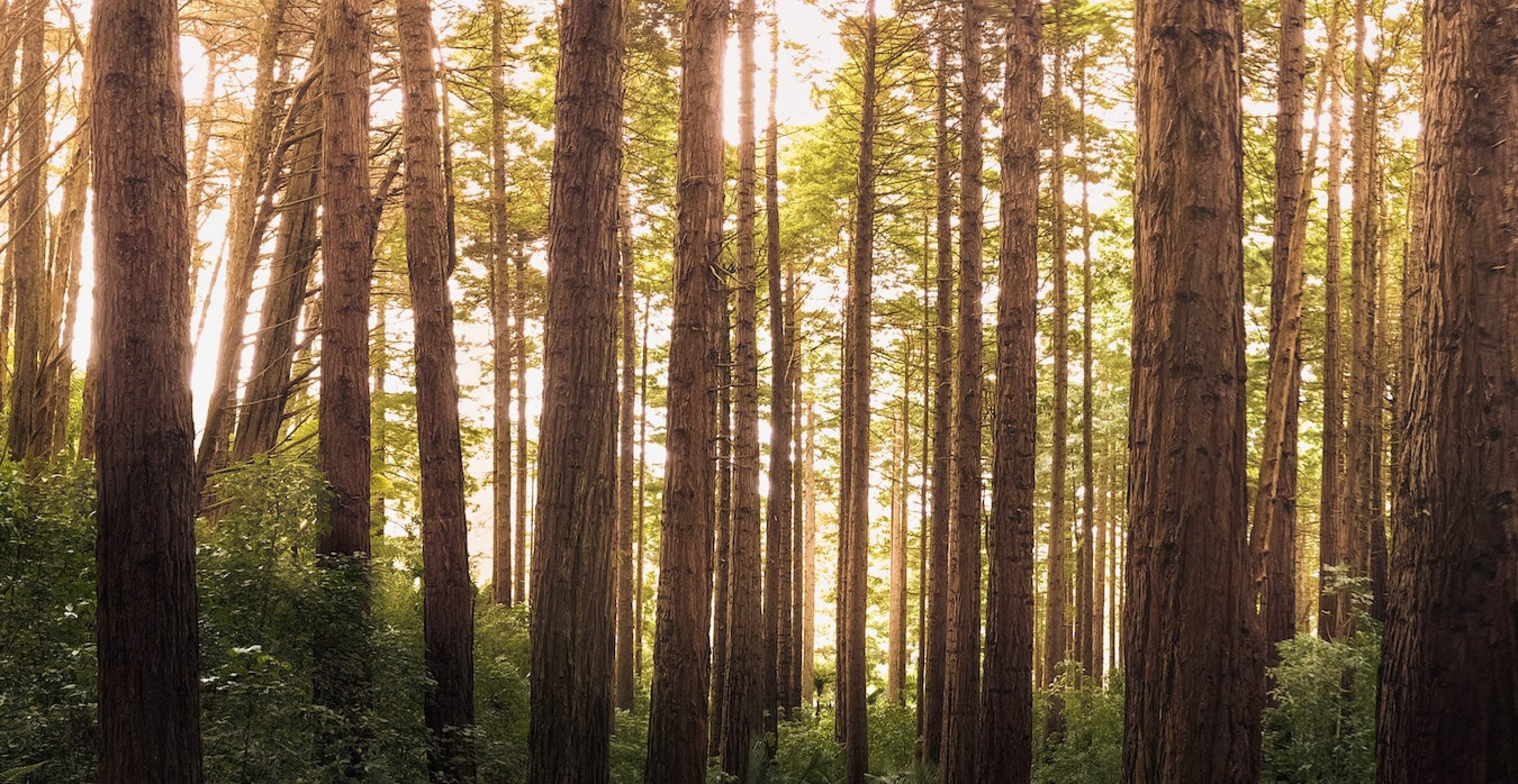 image de forêt 