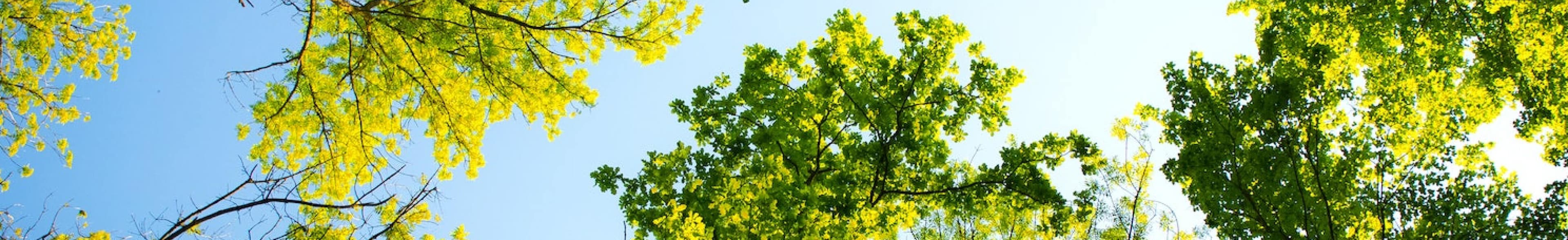 ciel et forêt
